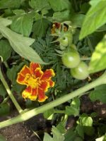 Tomatoes and Marigolds