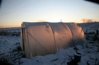 Polytunnel in snow