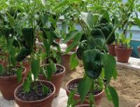 Peppers in polytunnel