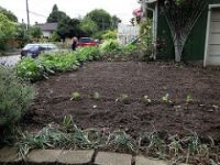 Front yard permaculture garden