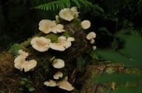 Oyster mushrooms log