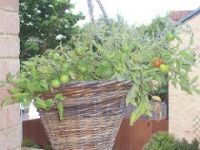 Tomato hanging basket