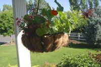 Nasturtiums hanging basket
