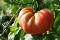 Brandwine tomato