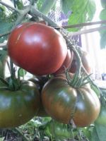 Cherokee purple tomato
