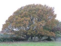Oak tree in autumn