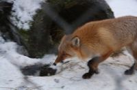 Fox hunting