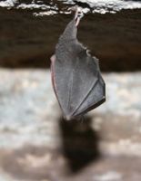 Lesser Horseshoe bat