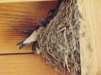 swallows in a nest