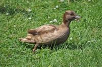 Domestic duck (khaki campbell)