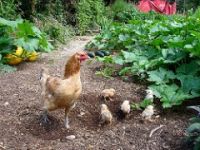 New hen with chicks