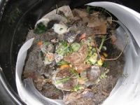 Kitchen scraps in compost