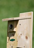 Tree swallow bird box