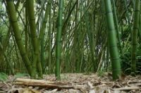 Vivax bamboo