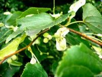 Small leaved lime