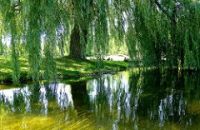 Willow tree by water