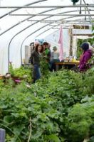Permaculture Polytunnel