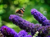 Butterfly on Buddleia