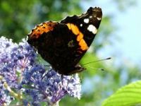 Butterfly red admiral