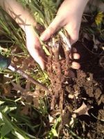 Dandelion roots