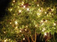 Fairy lights tree