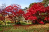 Japanese acers